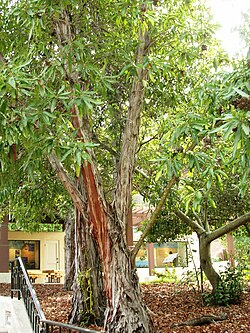 Black Wattle