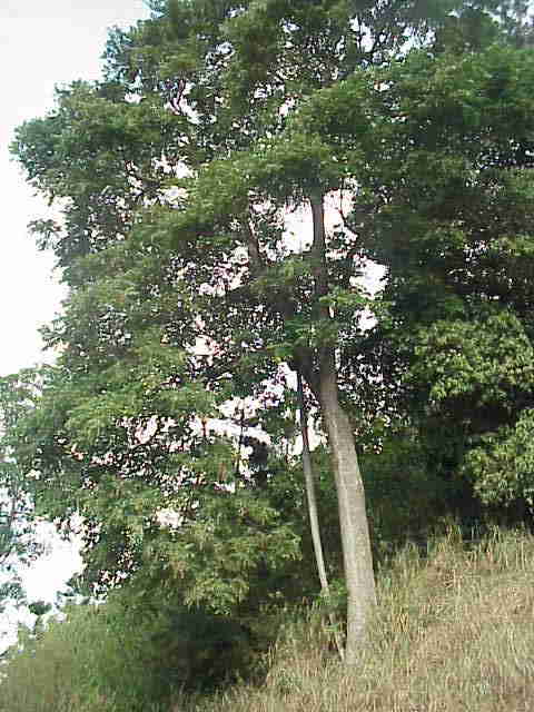 Red Sanders